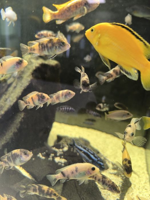 Африкански цихлиди