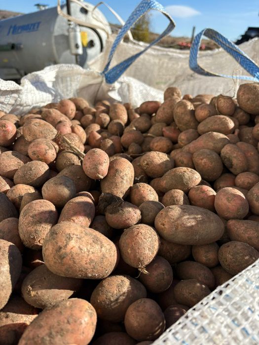 Cartofi de samanta Red Lady