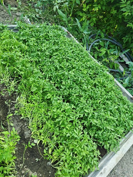 Продам рассада помидоры