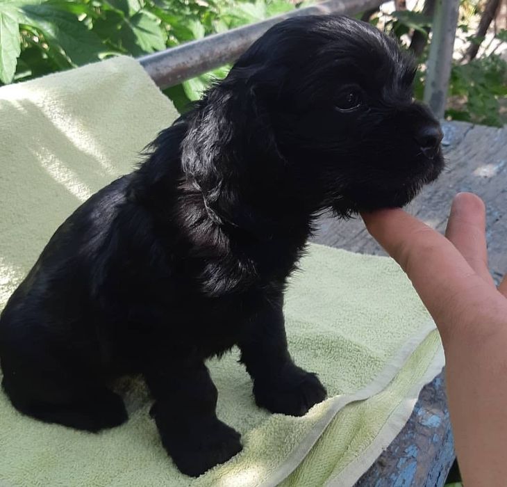 Продаются щенки американский кокер-спаниель