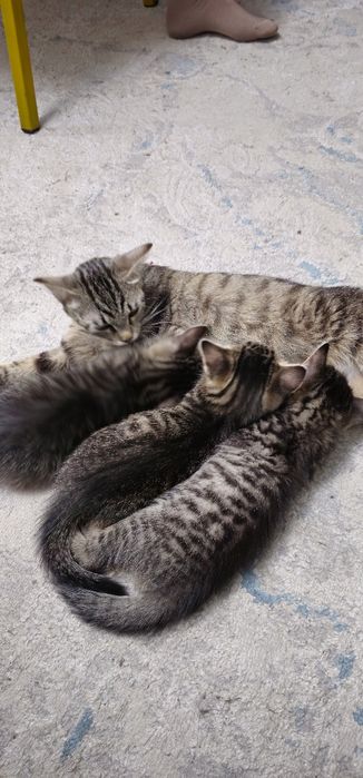 Отдам домашних котят даром