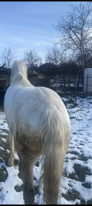 Vând cal preț 5000 lei detalii în privat