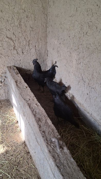 Qanday ishtahani ochuvchi eshak