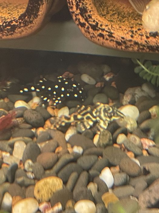 Звездни сомчета,воални анцитруси