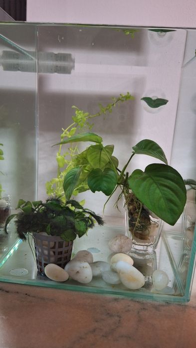 Set Acvariu Nano pentru Betta / Creveți