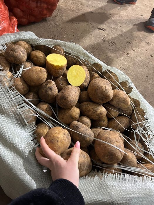 Продам картофель оптом