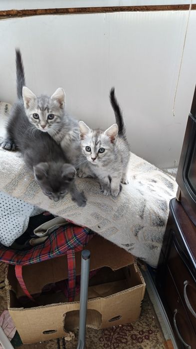 Отдам котят в хорошие руки