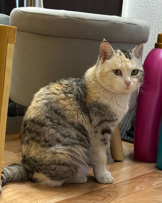 Ищем дом для Кошки