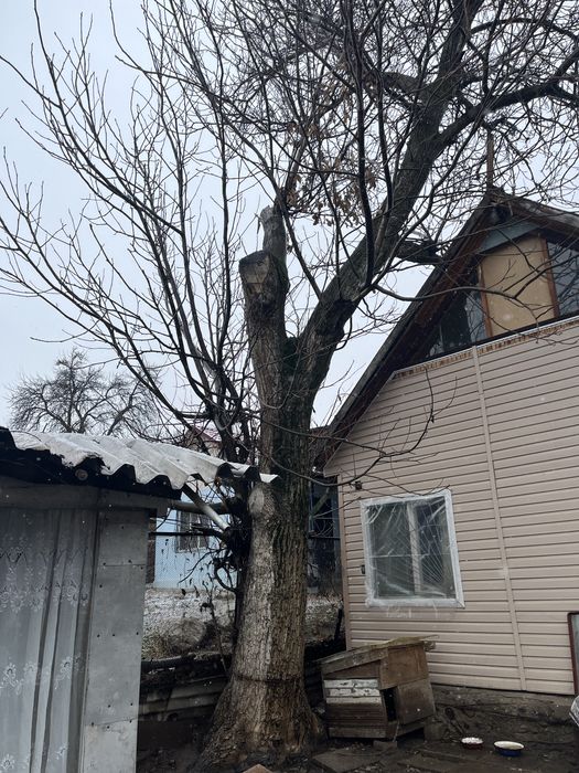 Продам дерево грецкого ореха