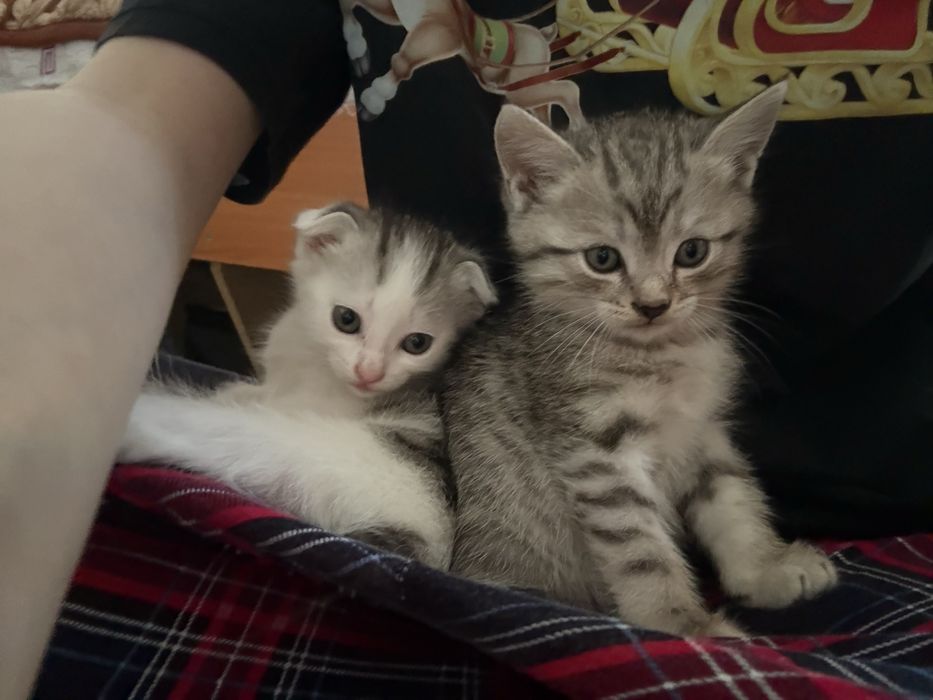 Продам шотландских котят