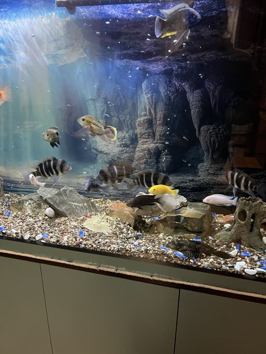 Аквариум 600 литров