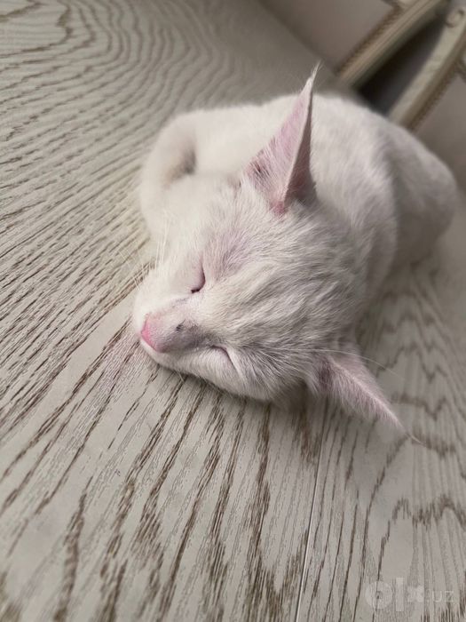 Кошка бесплатно. Скоттиш фолл