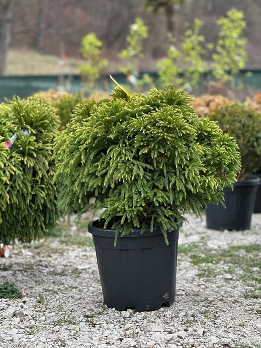 Plante pentru Curti, Gradini si Alei