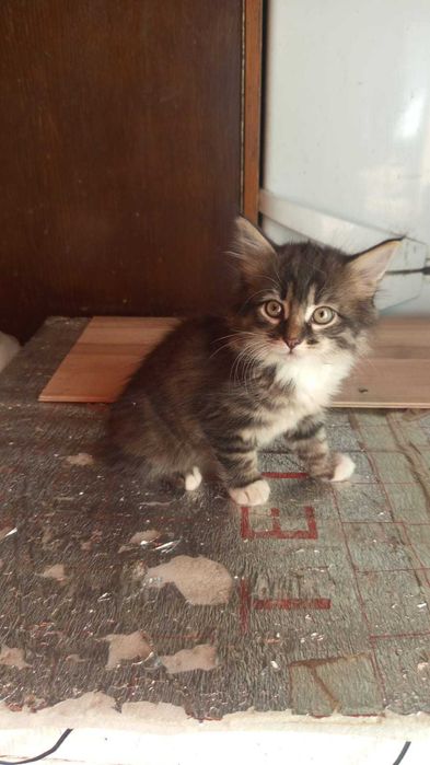 Отдам в добрые руки котят