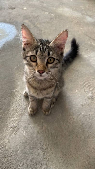 Кошка  только в добрые руки