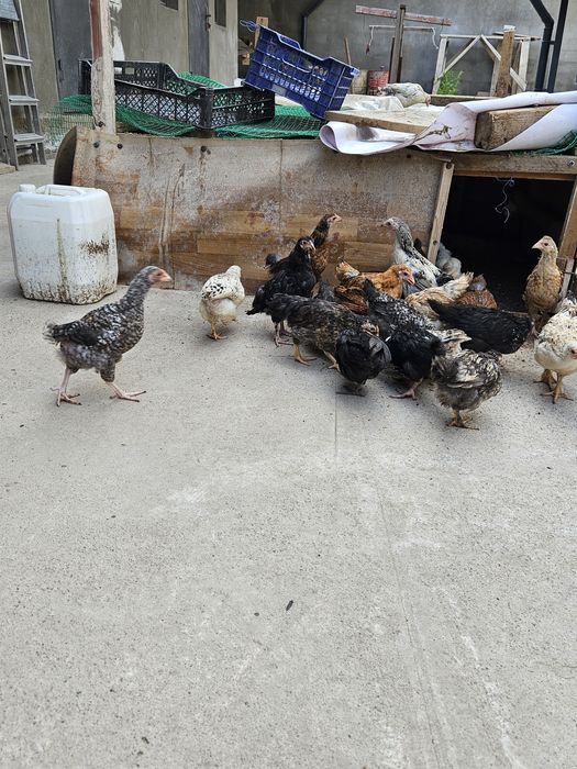 Продам домашних цыплят