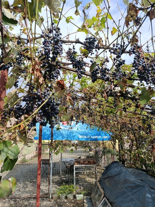 De vânzare struguri pentru vin