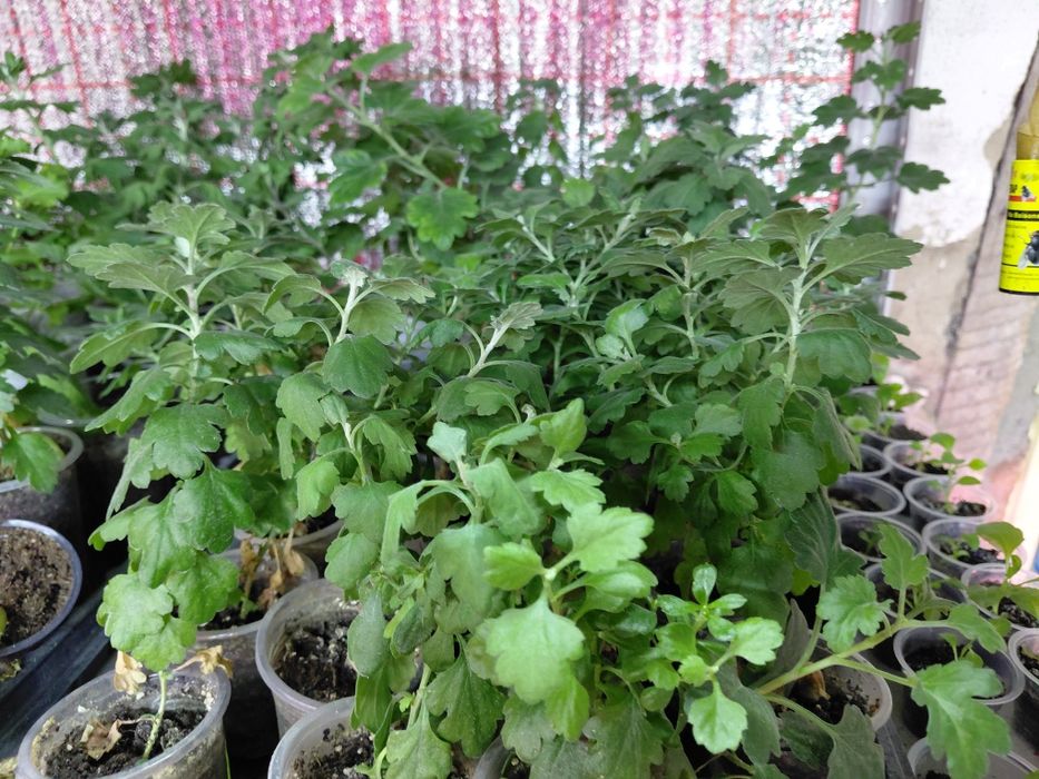 Хризантема мультифлора, корейская