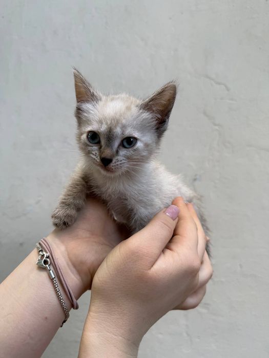 Отдаю котят в хорошие руки