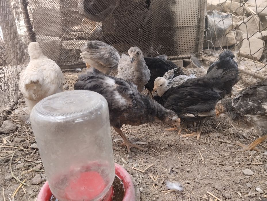 Jujalar sotiladi 3 oylik 40000 so'm