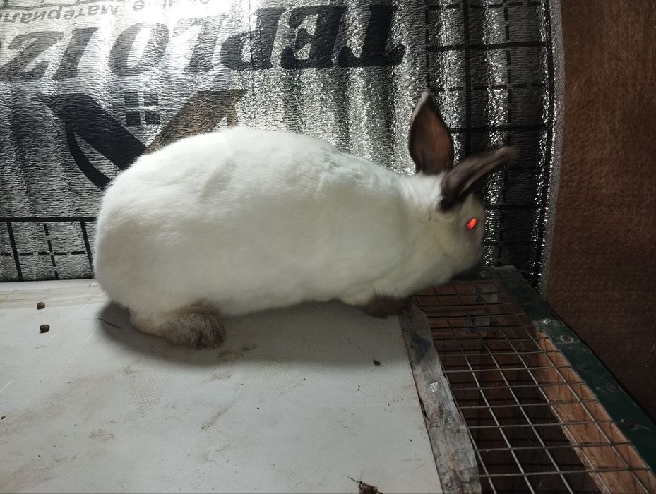 Bug'oz Samka sotiladi