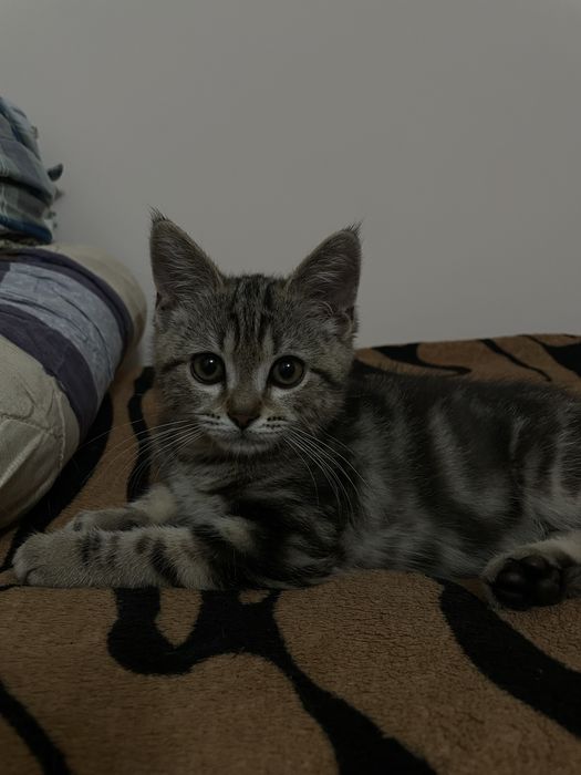 Шотландский прямоухий кот