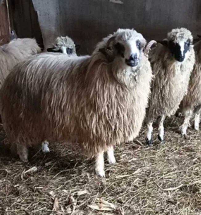 Oiță și berbecuț  de vanzare