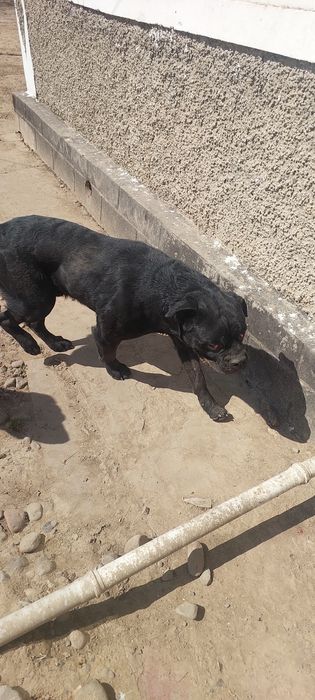 Итальянского Кане Корсо 6 мес мальчик