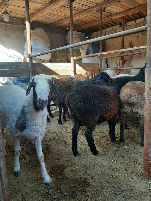 Қойлар тоқтылар сатылады