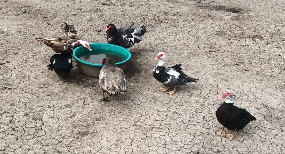 Oua rate leneșii mute