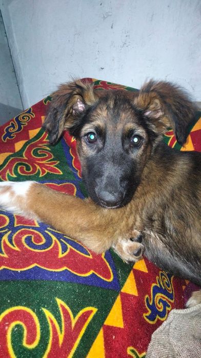 Отдам щенков в добрые руки