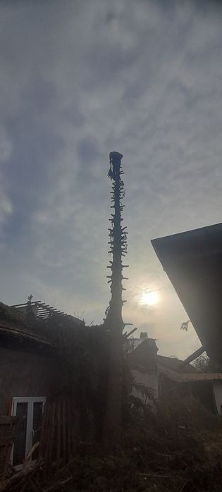 Taiere toaletare copaci cu alpinisti utilitari oriunde in tara  intret