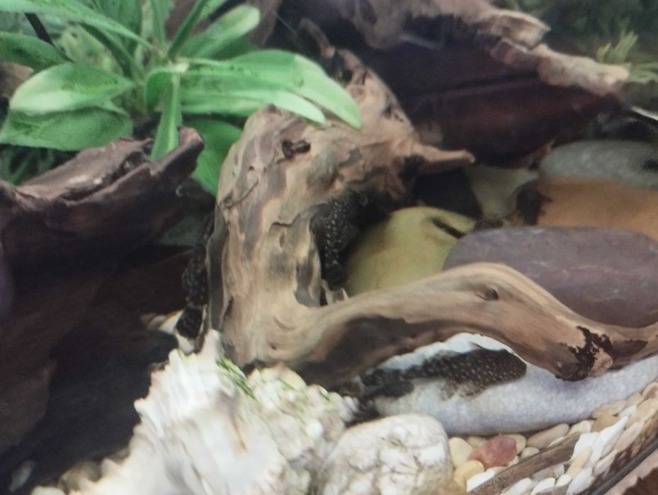 Молодь сом Ансиструс