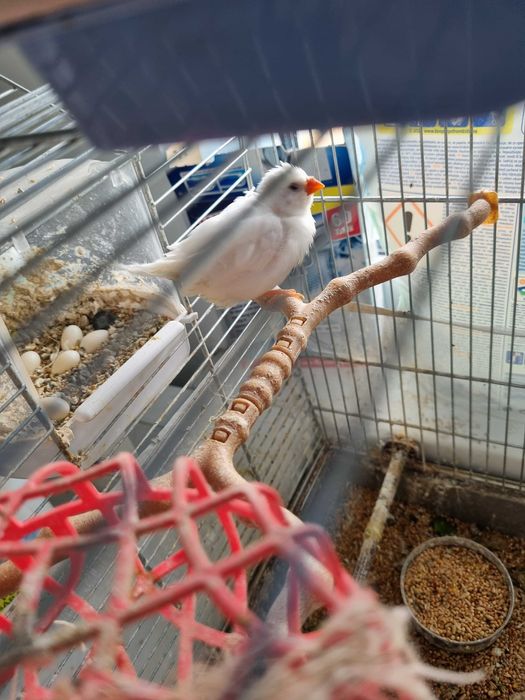 Vand zebră australiană perechi