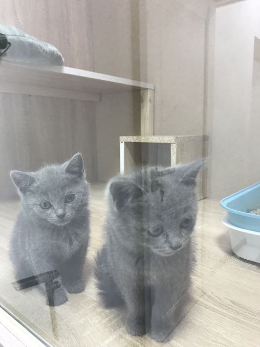 Шотландский скотч стрэйт 55kun