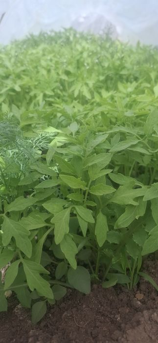Продам рассаду помидор