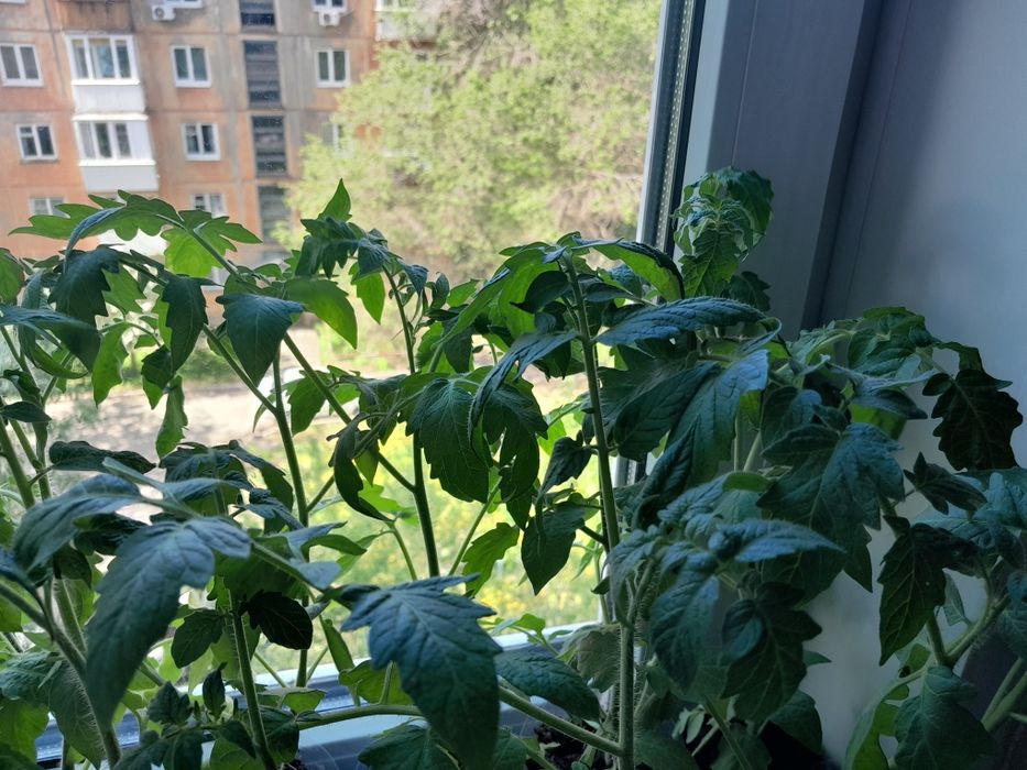 Продам 30 шт рассада помидор!
