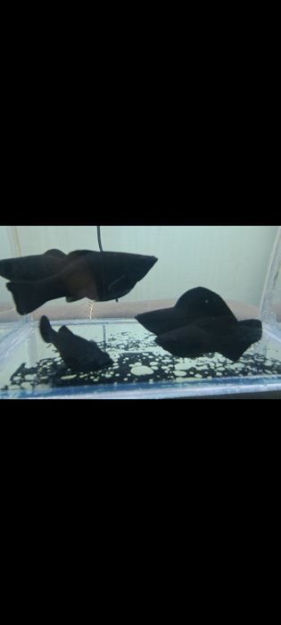 Велифера нигра 5-6 sm