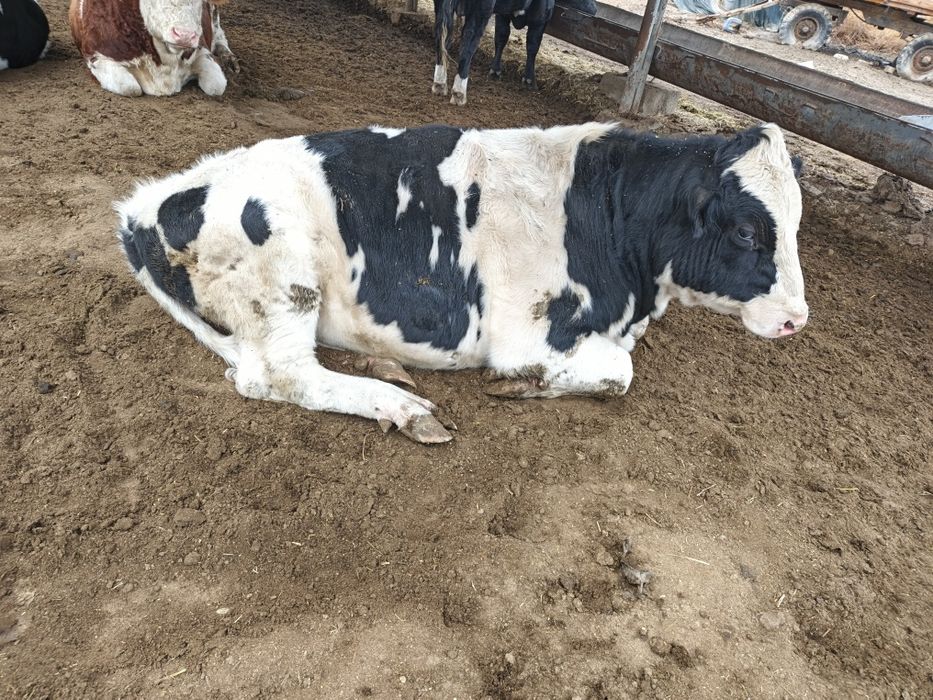 россияни буқачалари