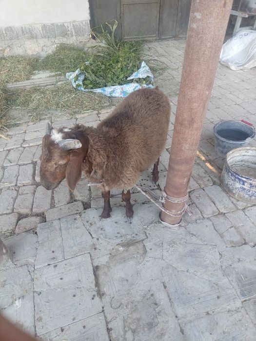 Шу йилги кучкорча