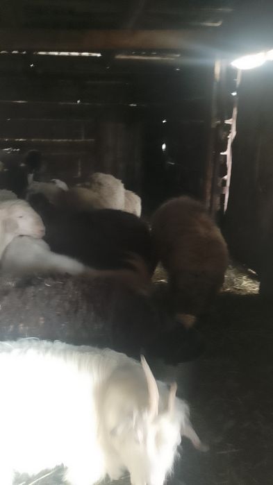 Продам овечек и коз