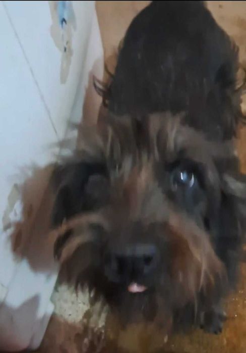 Домашнее животное