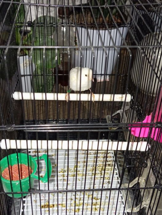 Продаю канарейки.