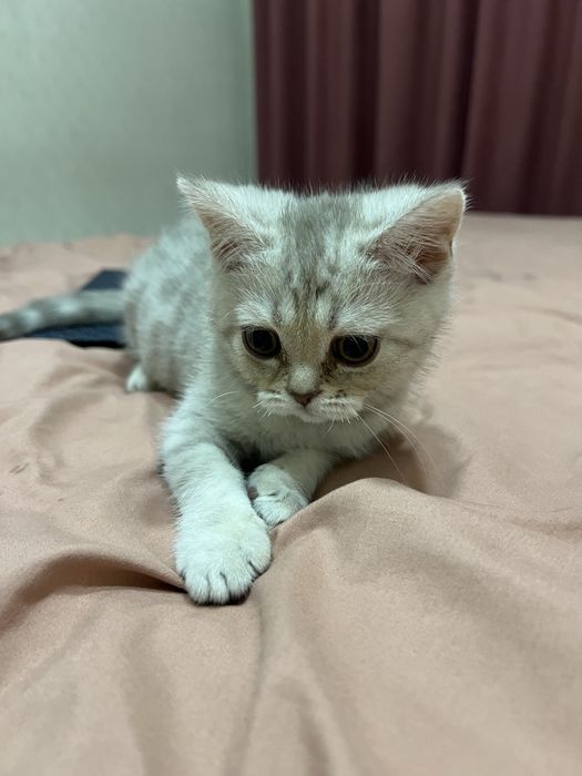 Котенок породистый