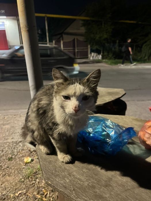 Котенок в добрые руки