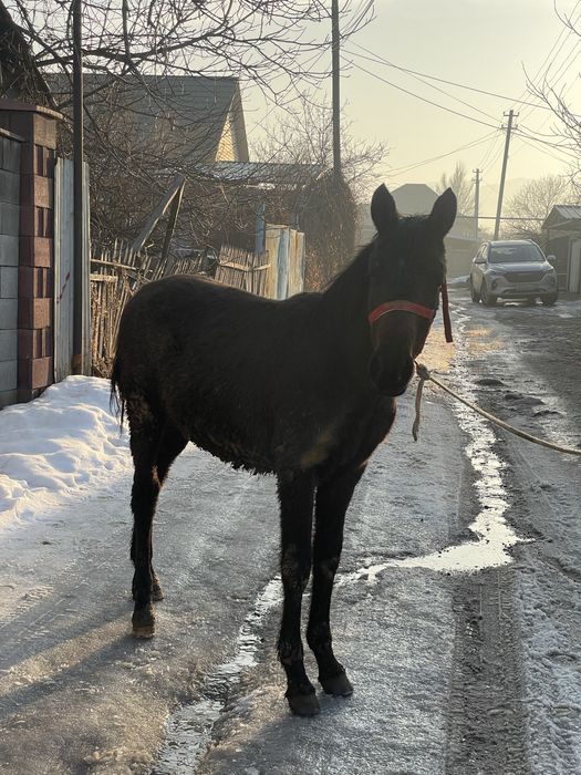 Продам Жеребенка