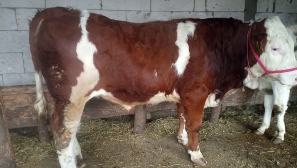 Vând taur original din montă