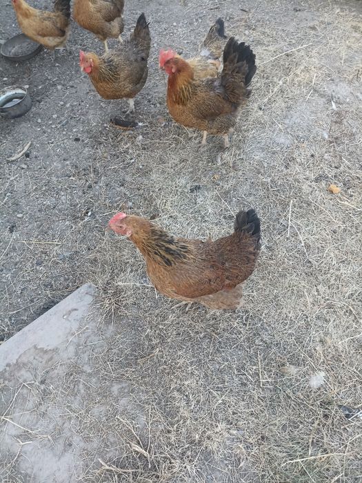 Кучинские куры продам