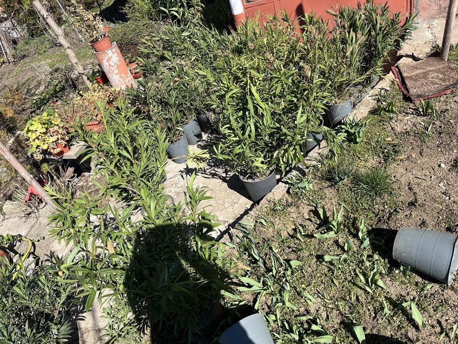 Зокум, Лян, Олеандър