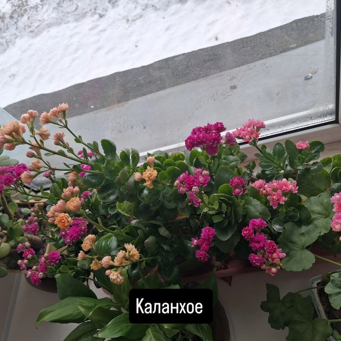 Каланхое отросток